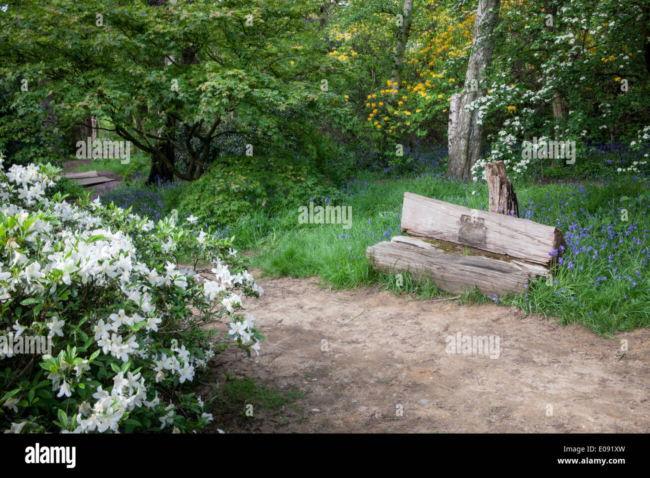 Natural looking bench in the Isabella Plantation, Richmond Park. Stock Photo