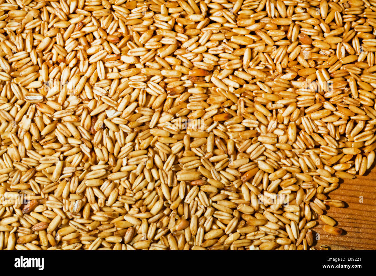 Grain punch of the oat. Yields fue grain in the agriculture, Getreide Koerner vom Hafer. Ertraege fue Getreide in der Landwirtsc Stock Photo