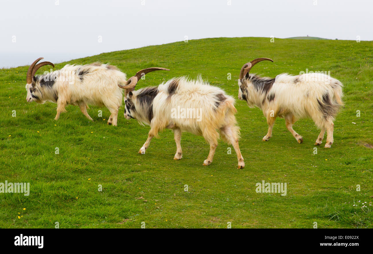 British Primitive goat breed feral with large horns and beard white grey and black Stock Photo