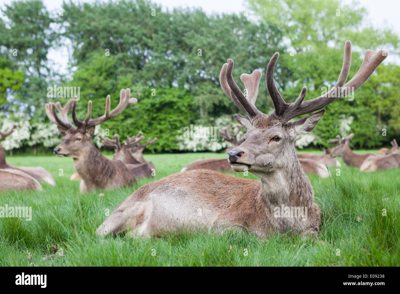 Red Deer in Richmond Park. Stock Photo