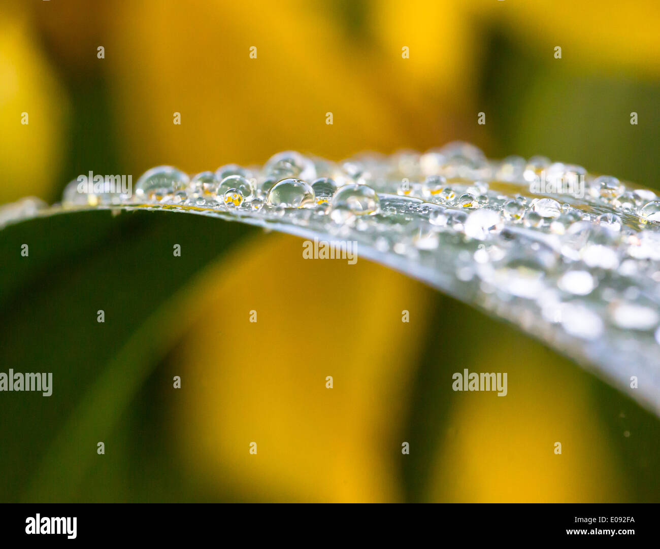 Many raindrops on plant leaf. Close-up. Yellow background. Horizontal. Stock Photo