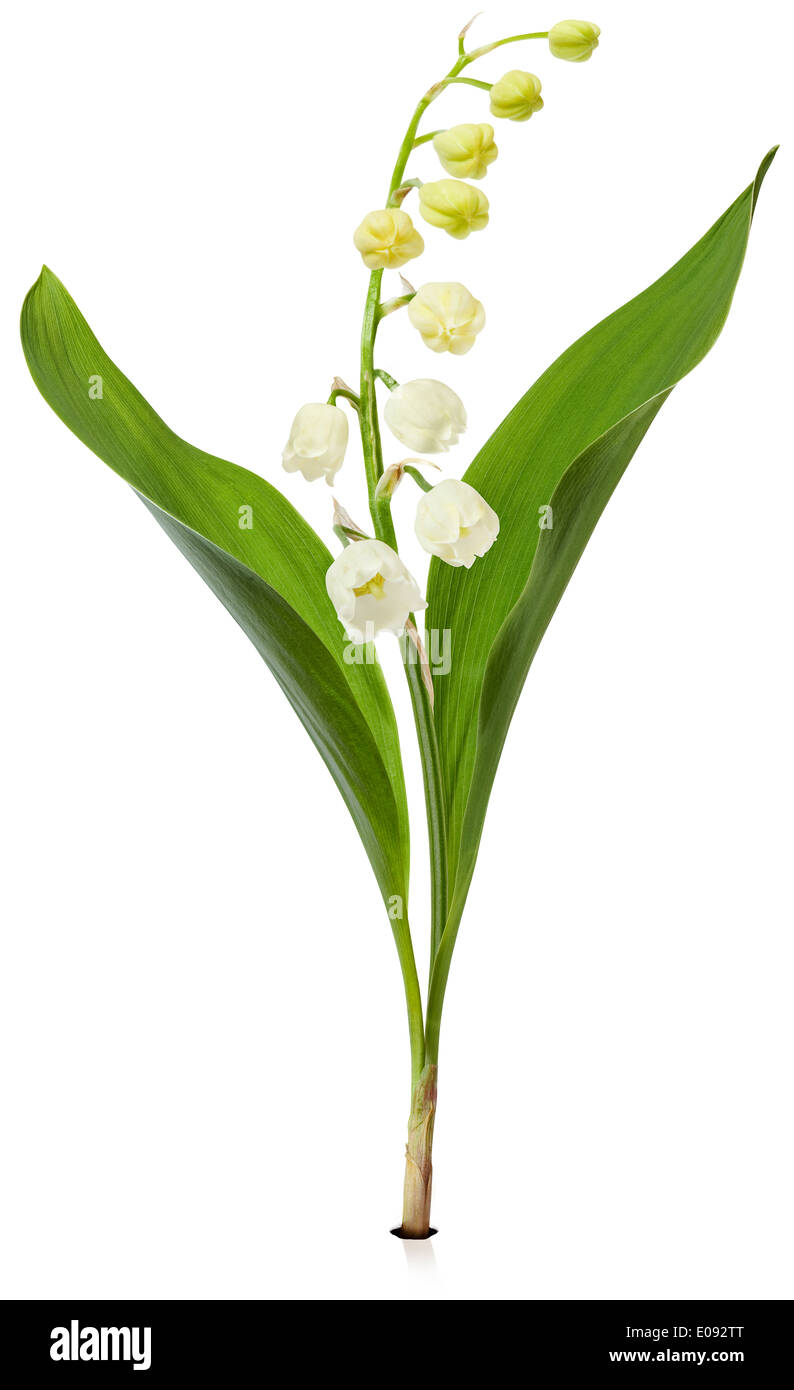 Lily of the Valley Stock Photo Alamy