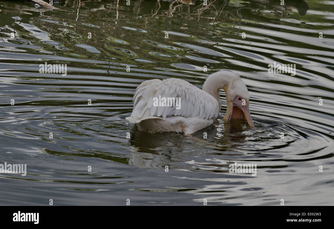 One White pelican catch fish in the pond Stock Photo