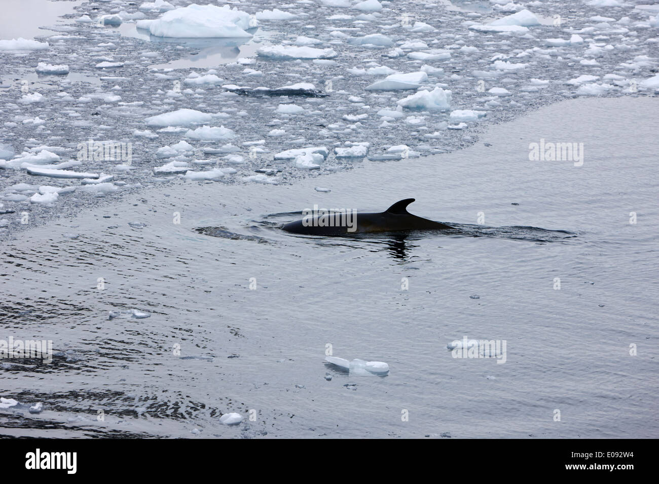 minke whale diving under brash ice the lemaire channel Antarctica Stock Photo