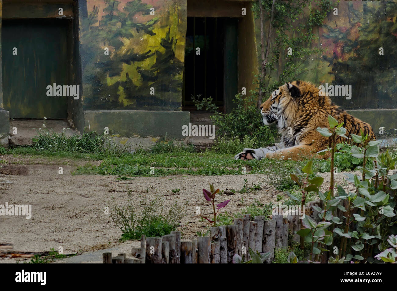 Proud tiger relax in the yard at house, zoo Sofia, Bulgaria Stock Photo