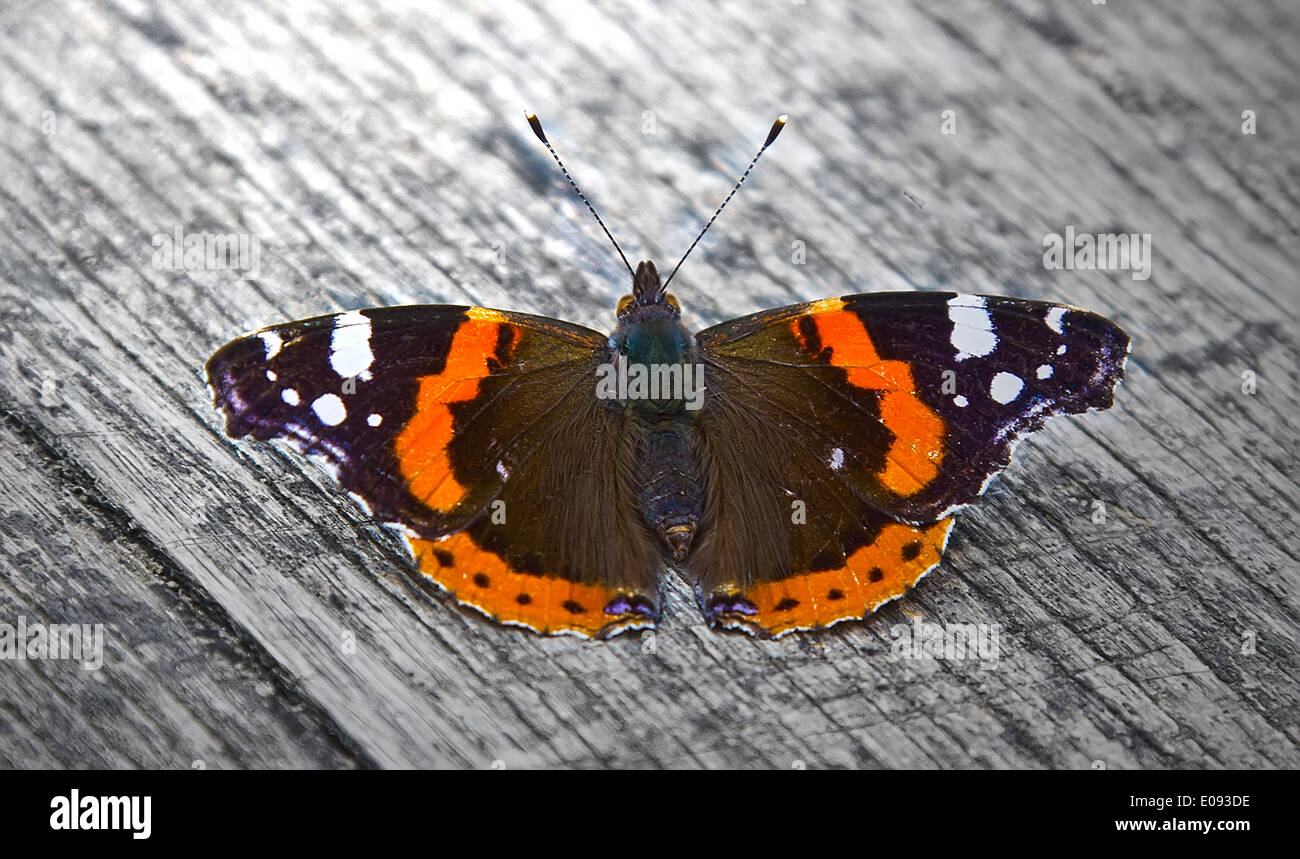 Colorful butterfly on a wooden table surface. Stock Photo