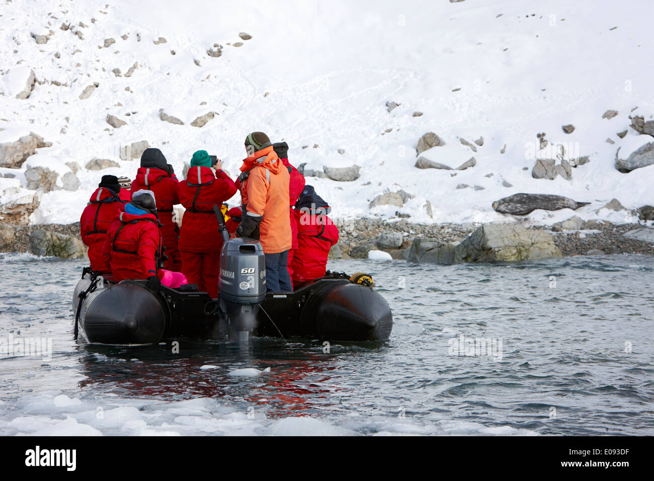 antarctic expedition zodiac boat gets close to weddell seal on shore cierva cove antarctica Stock Photo