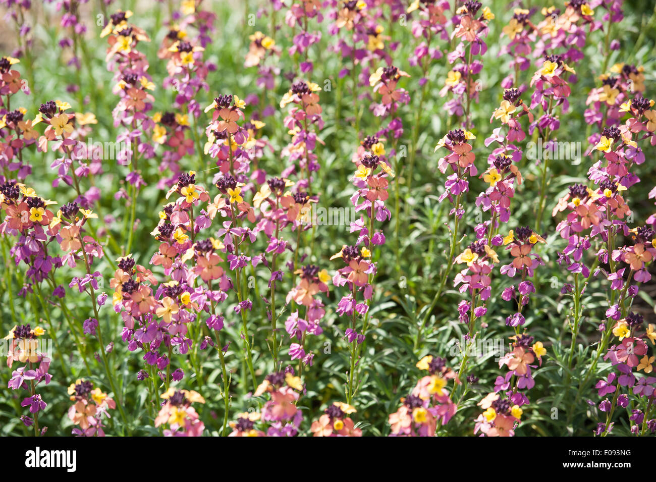 erysimum multicoloured flowers Stock Photo