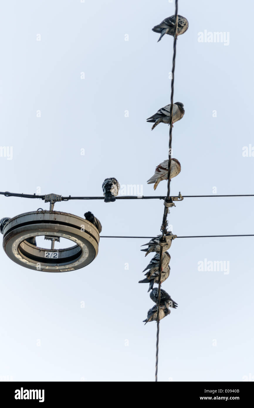 Birds on power supply line, supervision camera, Voegel auf Stromleitung, ueberwachungskamera Stock Photo