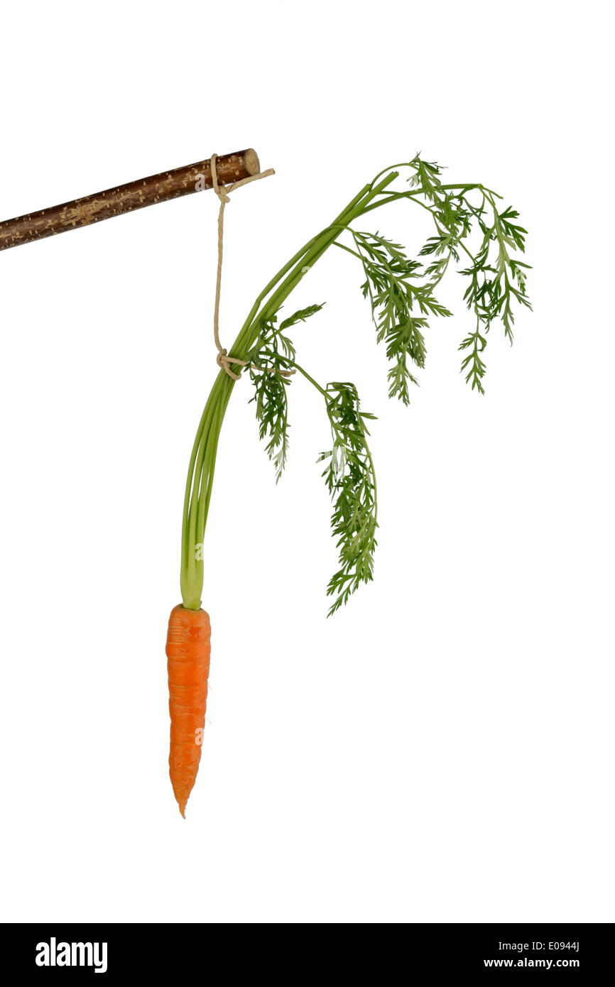 Carrot on a floor. Fresh fruit and vegetables is always healthy. Symbolic photo fue motivation., Moehre auf einem Stock. Frische Stock Photo