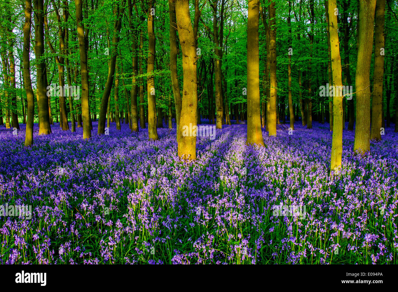 Spring Bluebells in beech woodland, Ashridge Estate England, UK, United Kingdom, Stock Photo