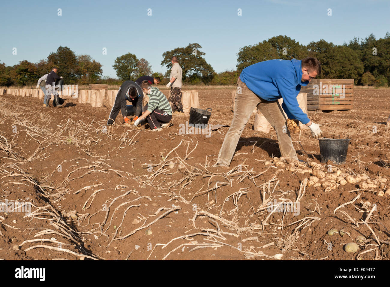 Student workers picking potatoes UK Stock Photo