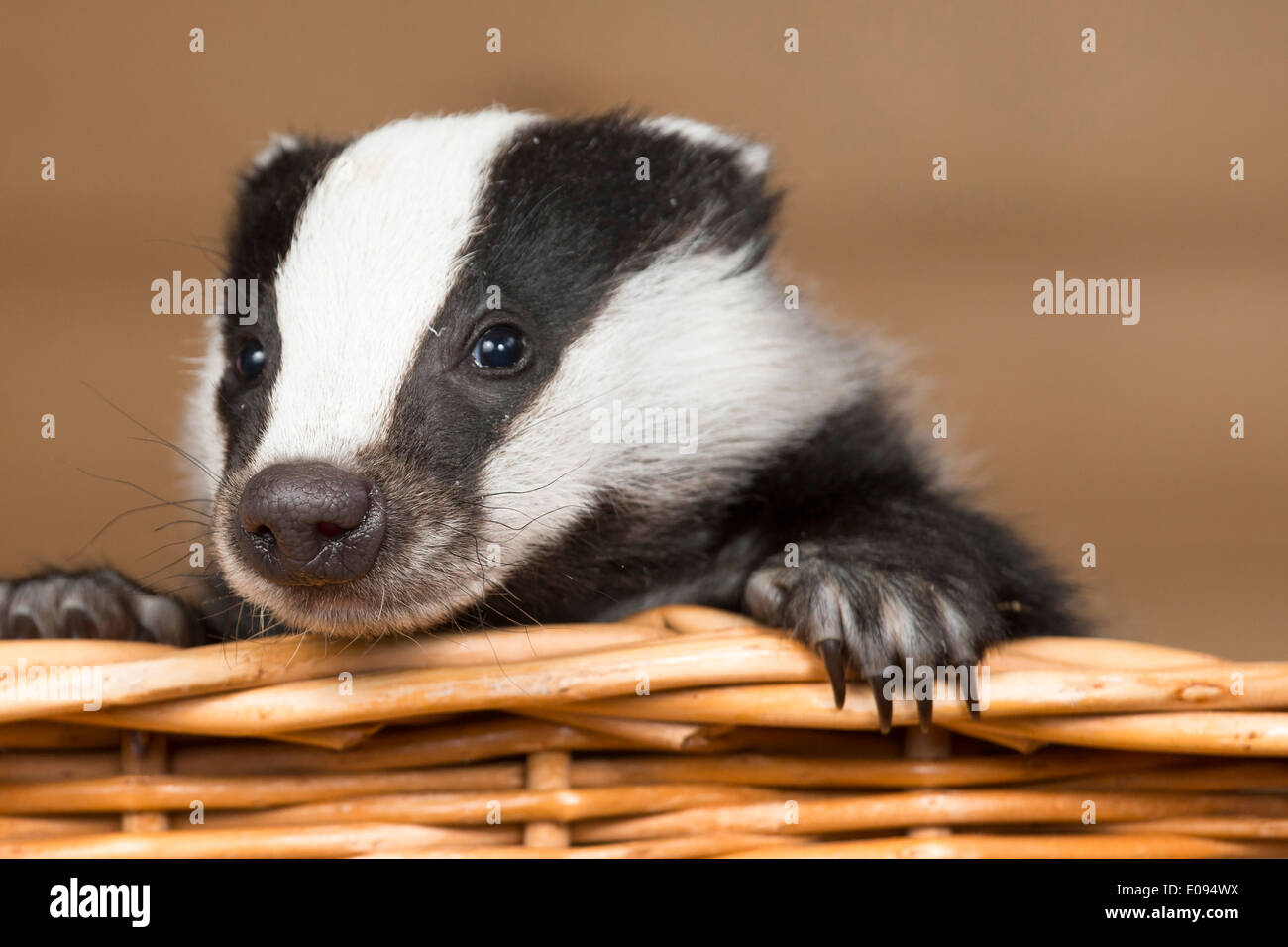 A baby badger found abandoned in a hedgerow next to it's parents that had been killed. Stock Photo