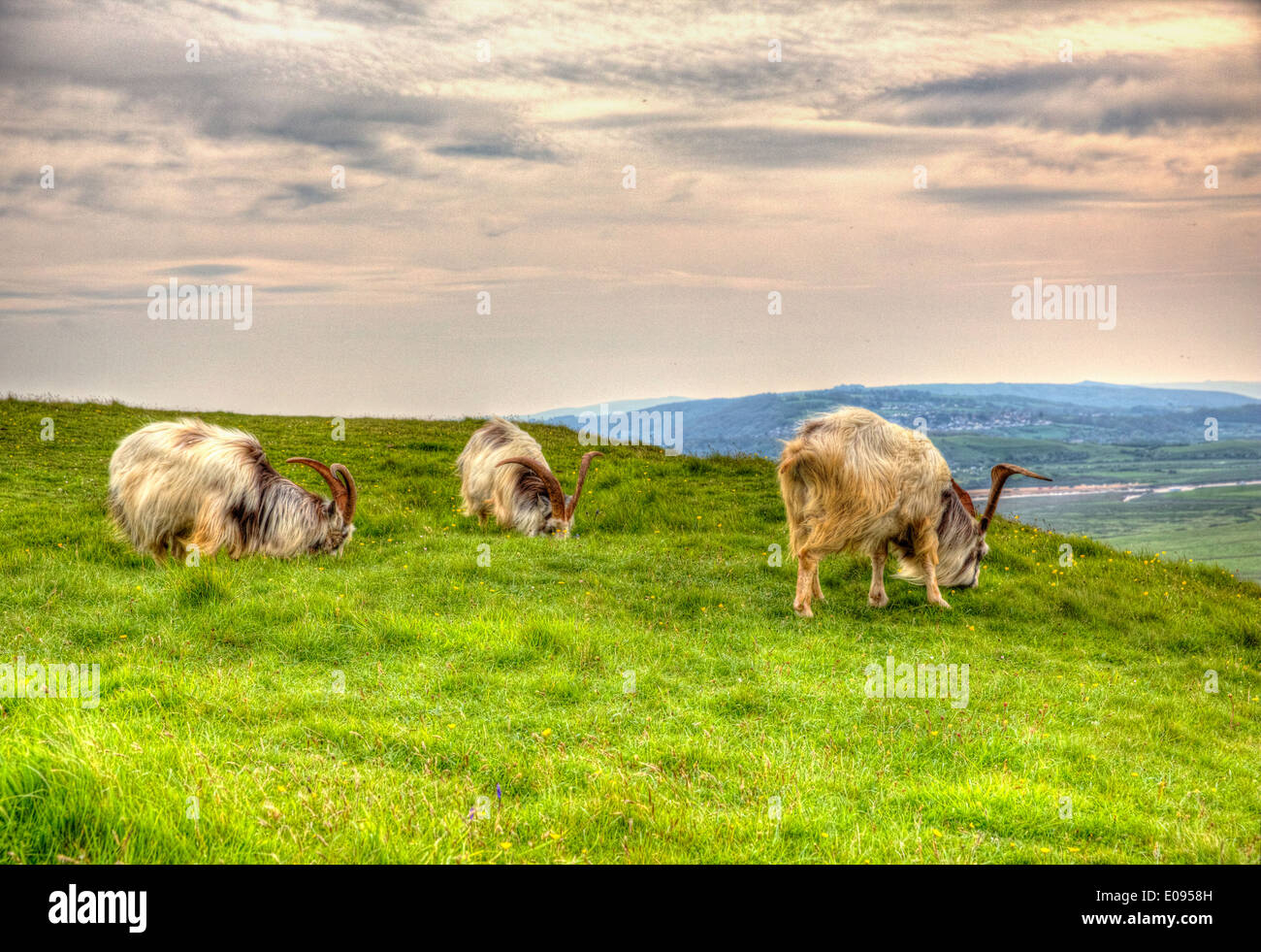 British Primitive goat breed with large horns and beard white grey and black on hilltop in HDR Stock Photo