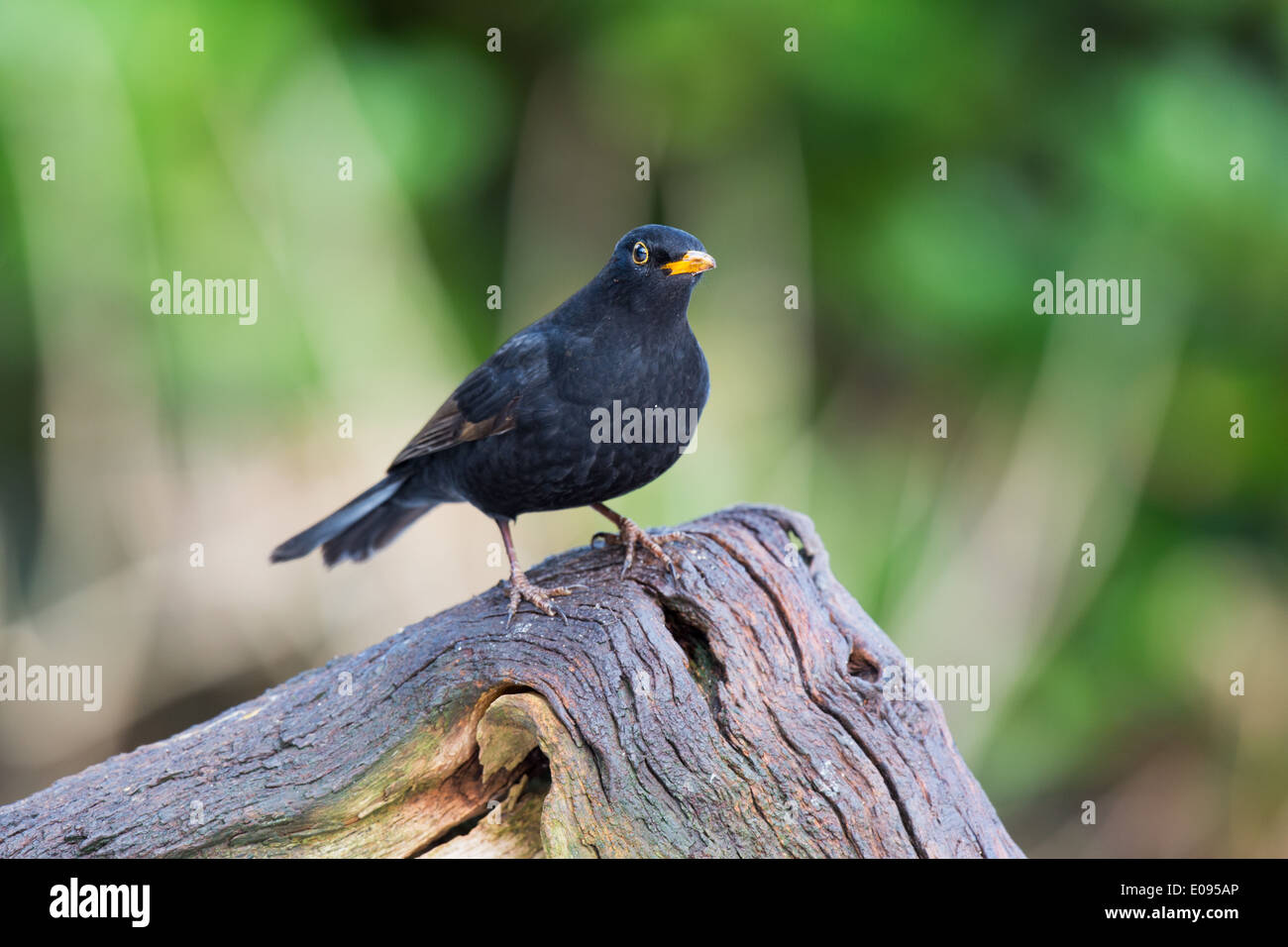 Common blackbird on birch tree Stock Photo