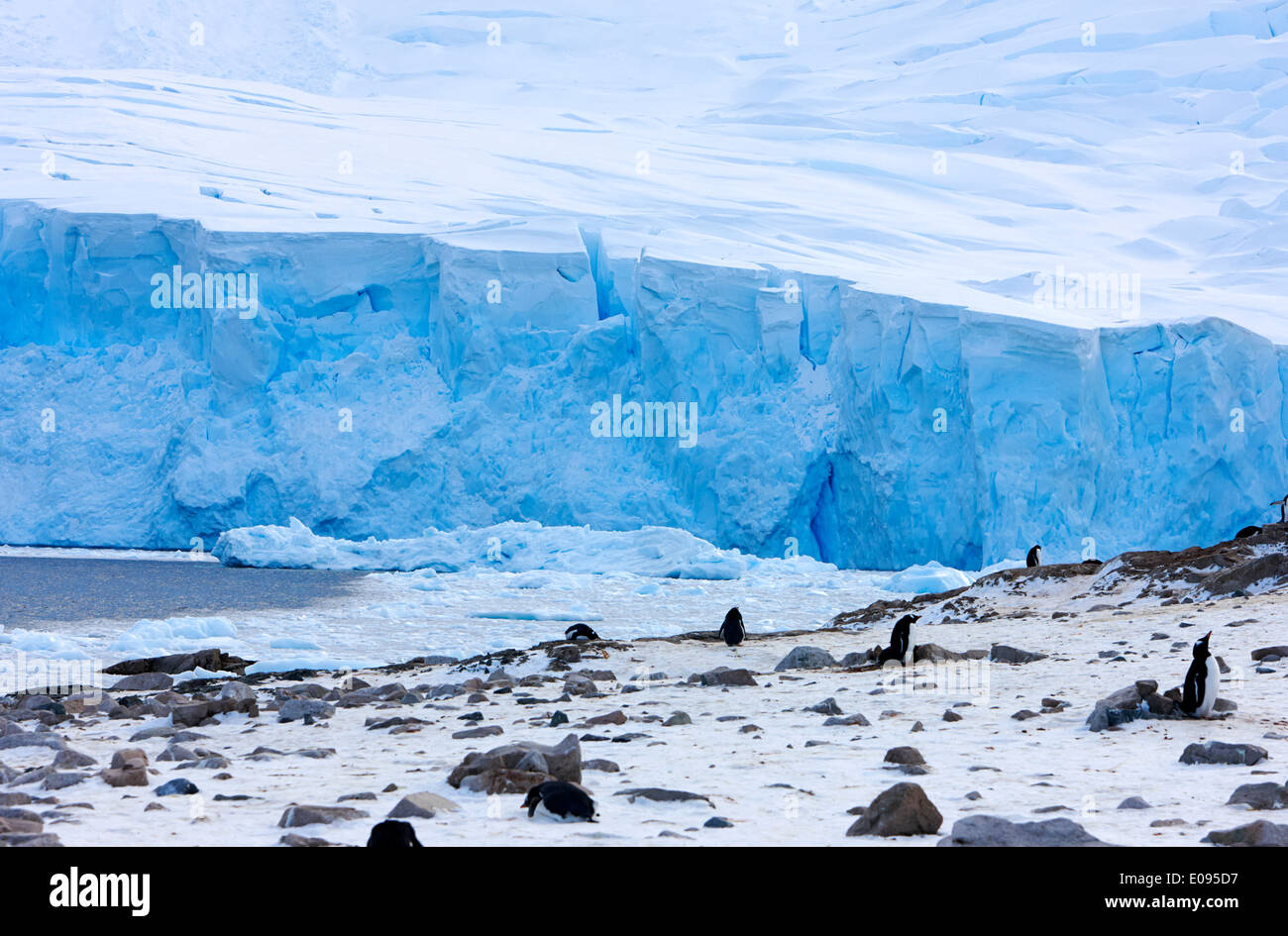 blue ice glacier and penguin colony at Neko Harbour arctowski peninsula Antarctic mainland Antarctica Stock Photo