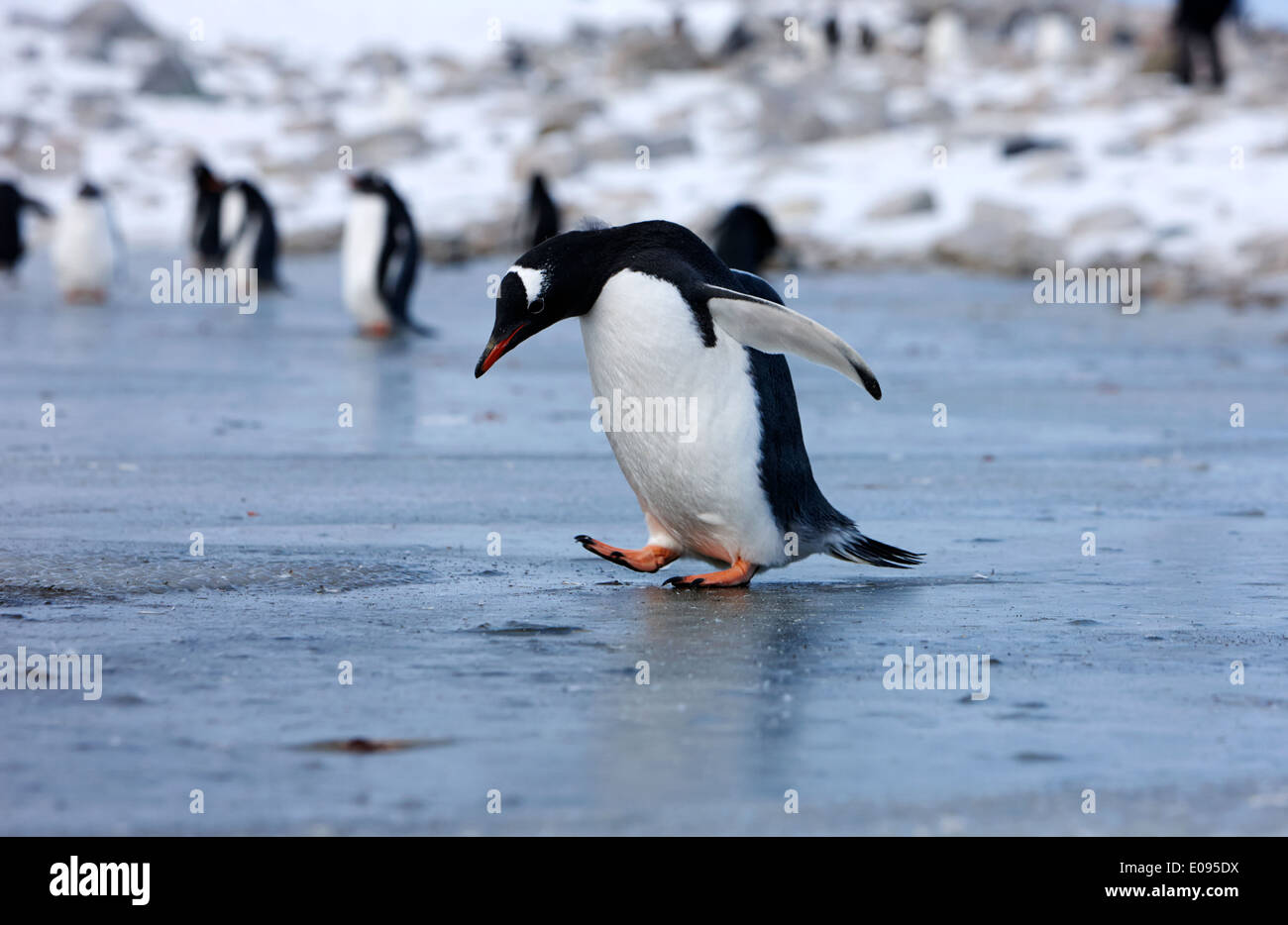 gentoo penguin walking across fresh water ice looking down at Neko Harbour Antarctica Stock Photo