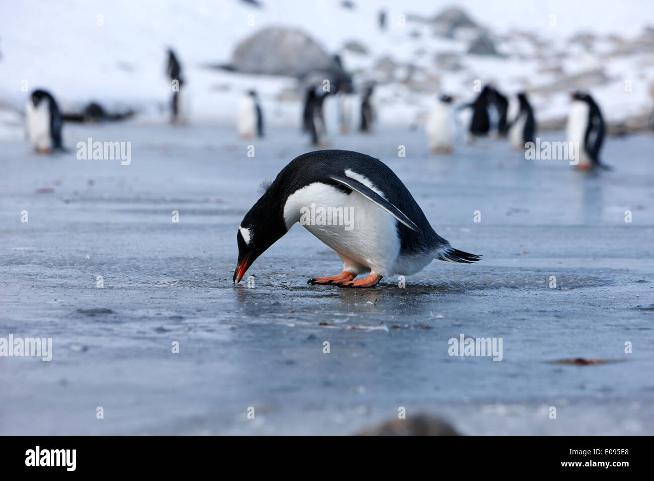 gentoo penguin pecking at fresh water ice at Neko Harbour Antarctica Stock Photo