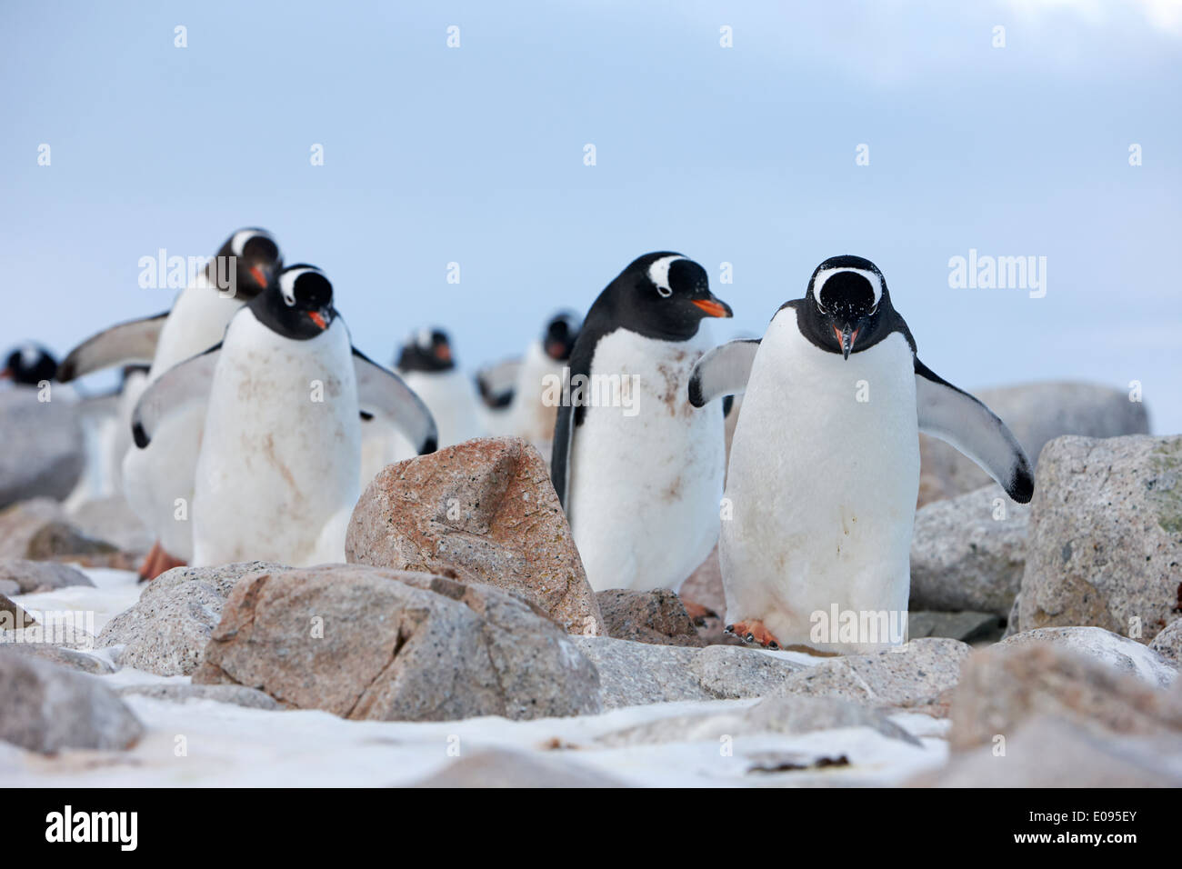 gentoo penguins marching in line through rocky terrain Neko Harbour Antarctica Stock Photo