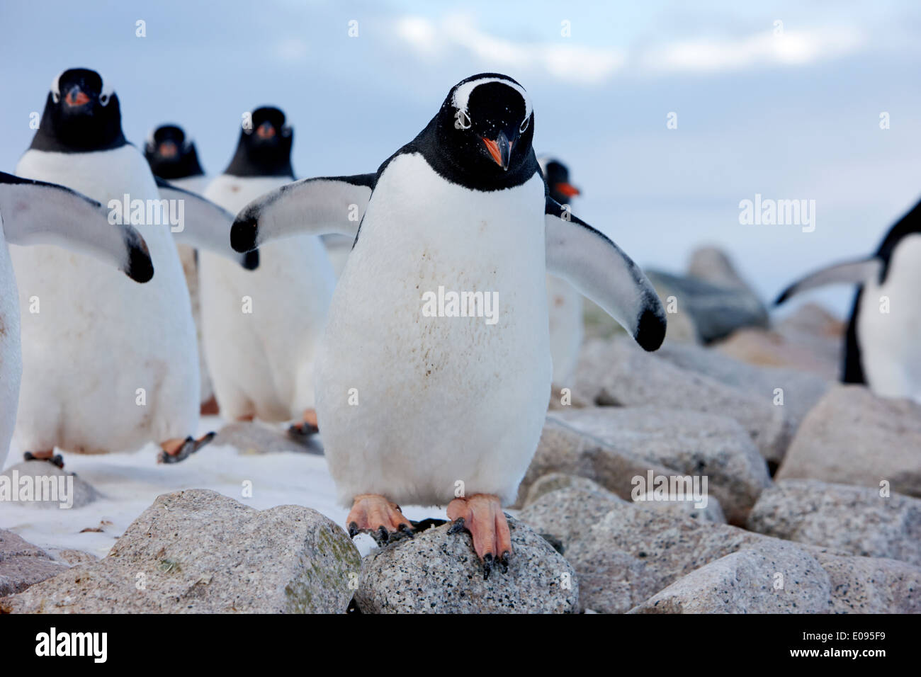 gentoo penguins marching in line through rocky terrain Neko Harbour Antarctica Stock Photo