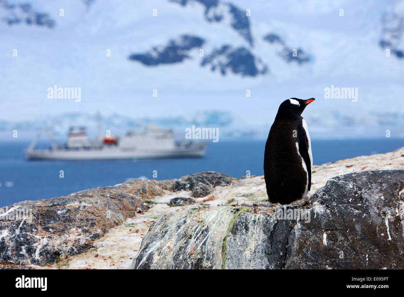 gentoo penguin on rocks with expedition ship behind at Neko Harbour arctowski peninsula Antarctic mainland Antarctica Stock Photo