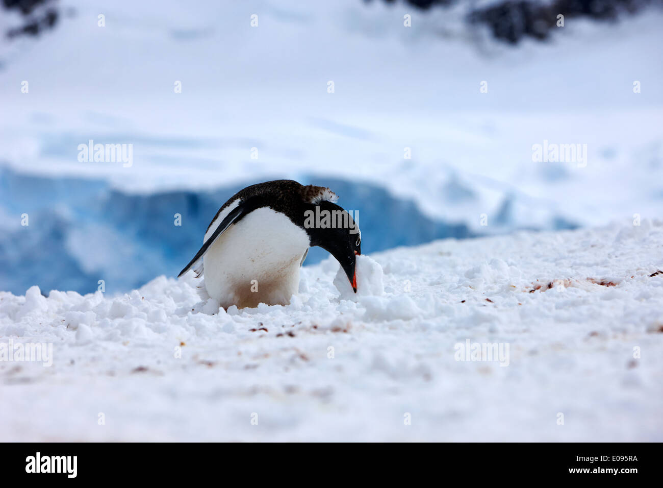 juvenile gentoo penguin rolling picking up ball of snow at Neko Harbour arctowski peninsula Antarctic mainland Antarctica Stock Photo