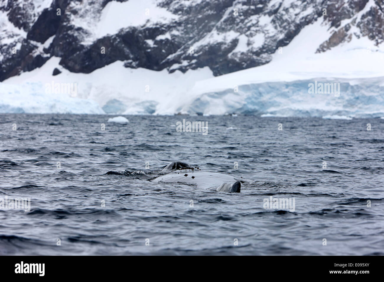 humpback whale logging in Neko Harbour arctowski peninsula Antarctic mainland Antarctica Stock Photo