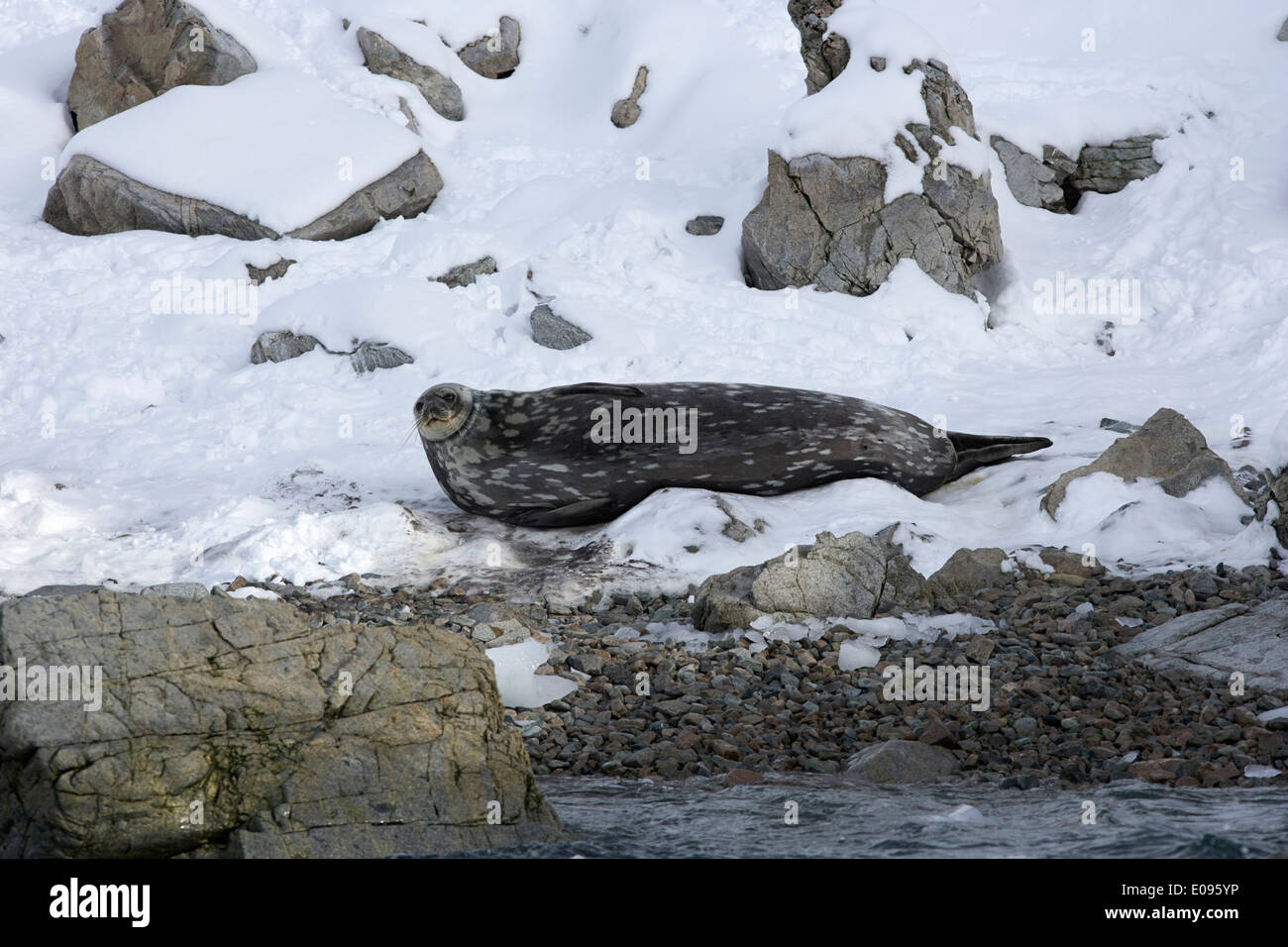 weddell seal lying on rocks in cierva cove Antarctica Stock Photo