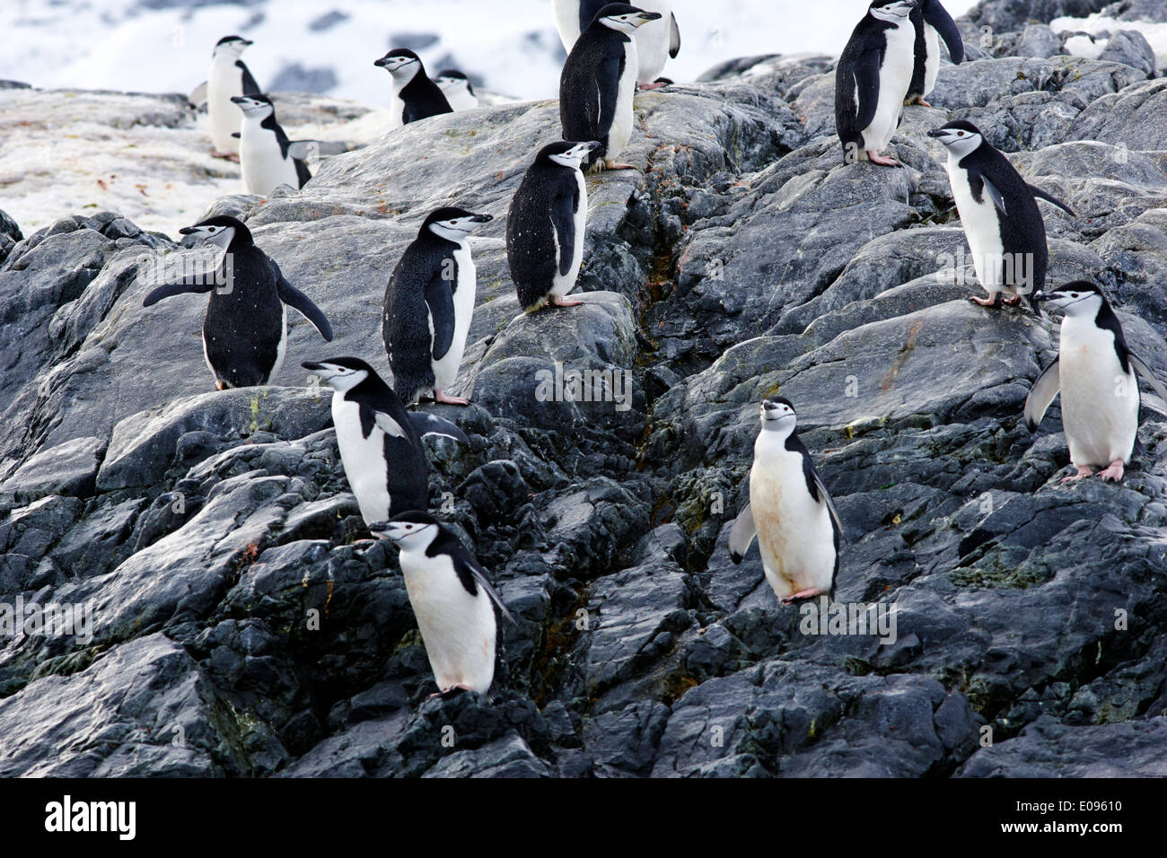 chinstrap penguin colony on rocks at cierva cove Antarctica Stock Photo