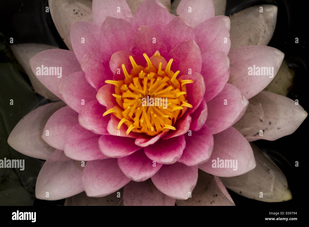 Los Angeles, California, USA. 6th May, 2014. A blooming Lotus is seen