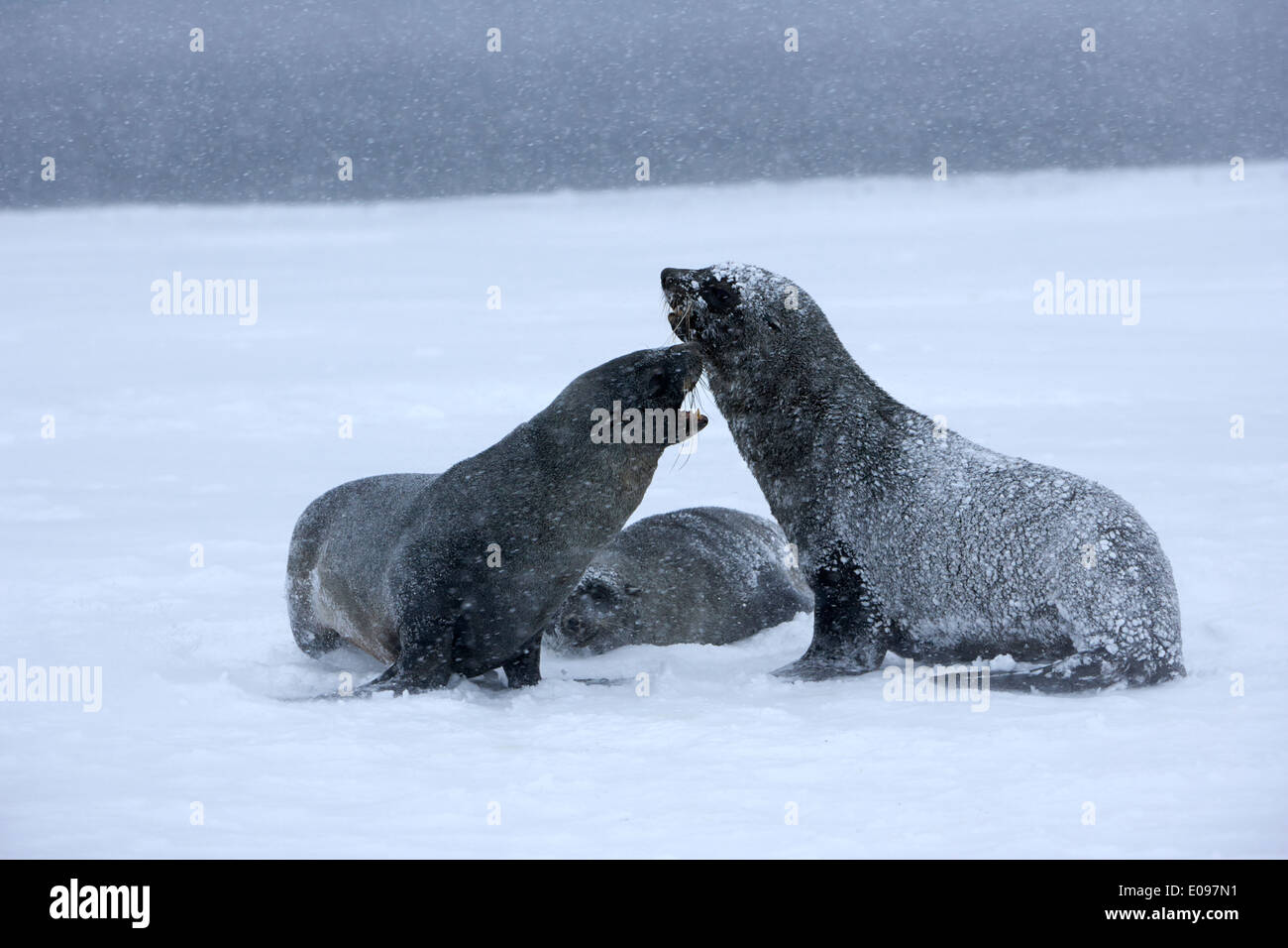 three fur seals play fighting in snowstorm whalers bay deception island Antarctica Stock Photo