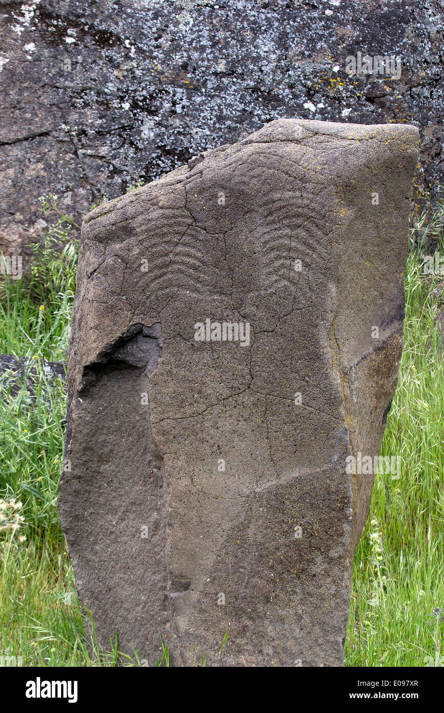 Native Anerican Indians Scorpion Petrogylph on Rock Artwork at Horsethief Lake Washington Stock Photo