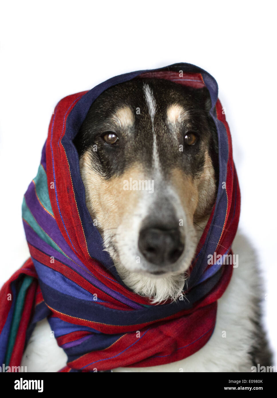 Smooth Collie with Whiskers and Scarf Stock Photo