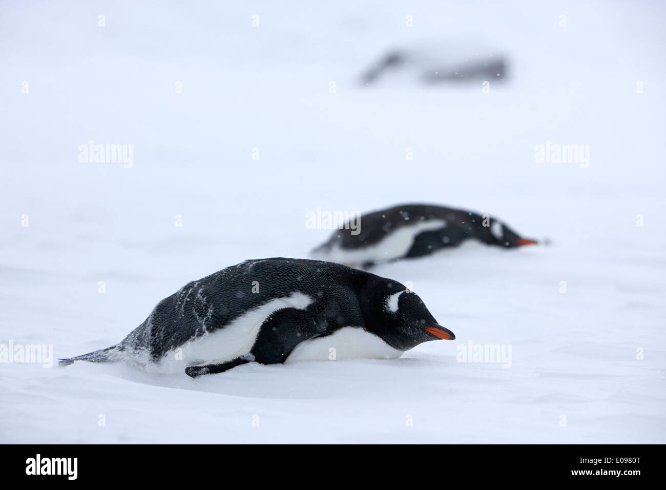 two gentoo penguins lying down in snowstorm blizzard whalers bay deception island Antarctica Stock Photo