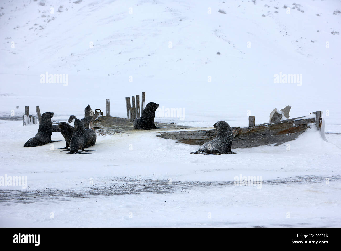 fur seals and remains of old wooden whaling boats whalers bay deception island Antarctica Stock Photo