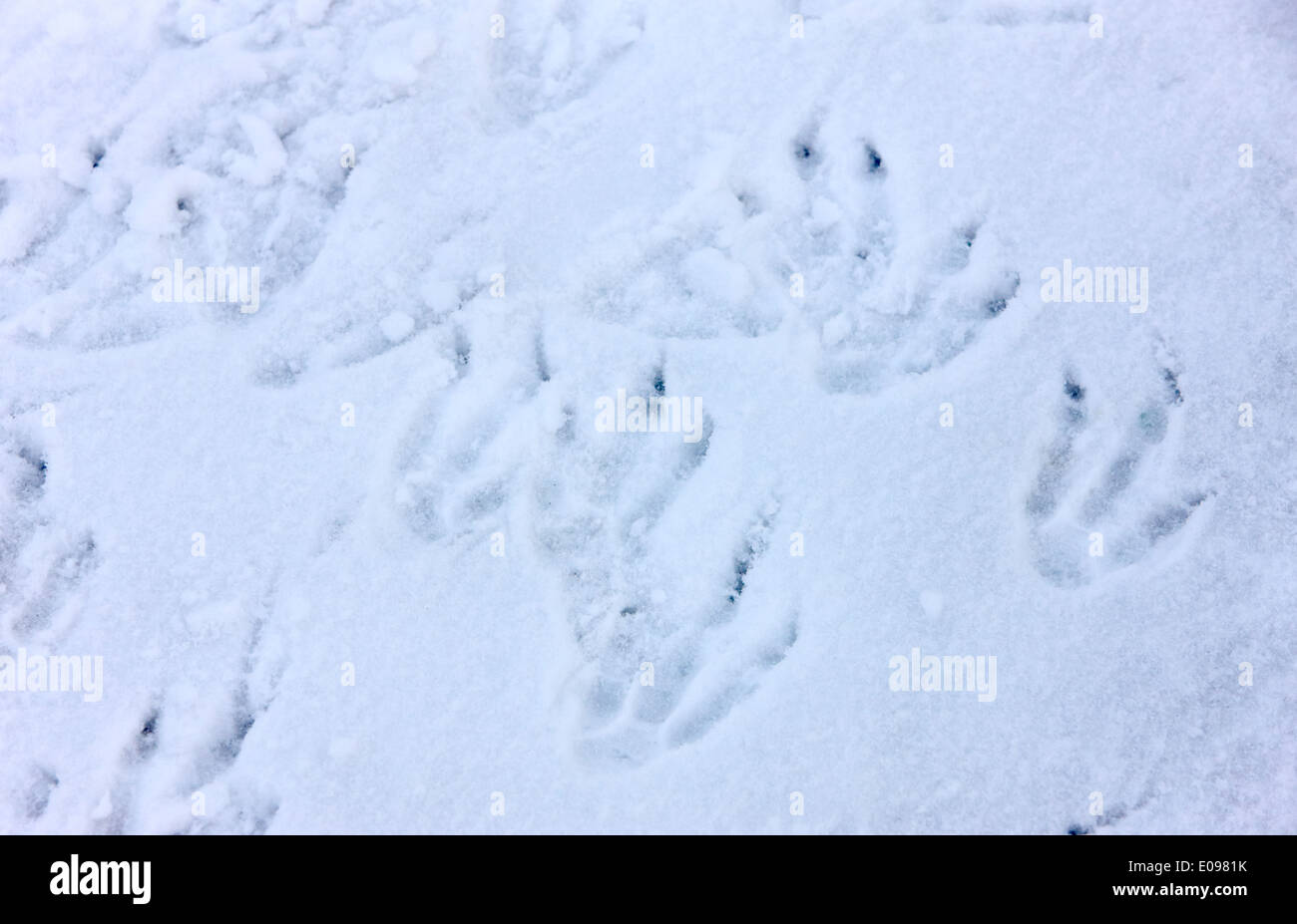 penguin footprints in the snow Antarctica Stock Photo