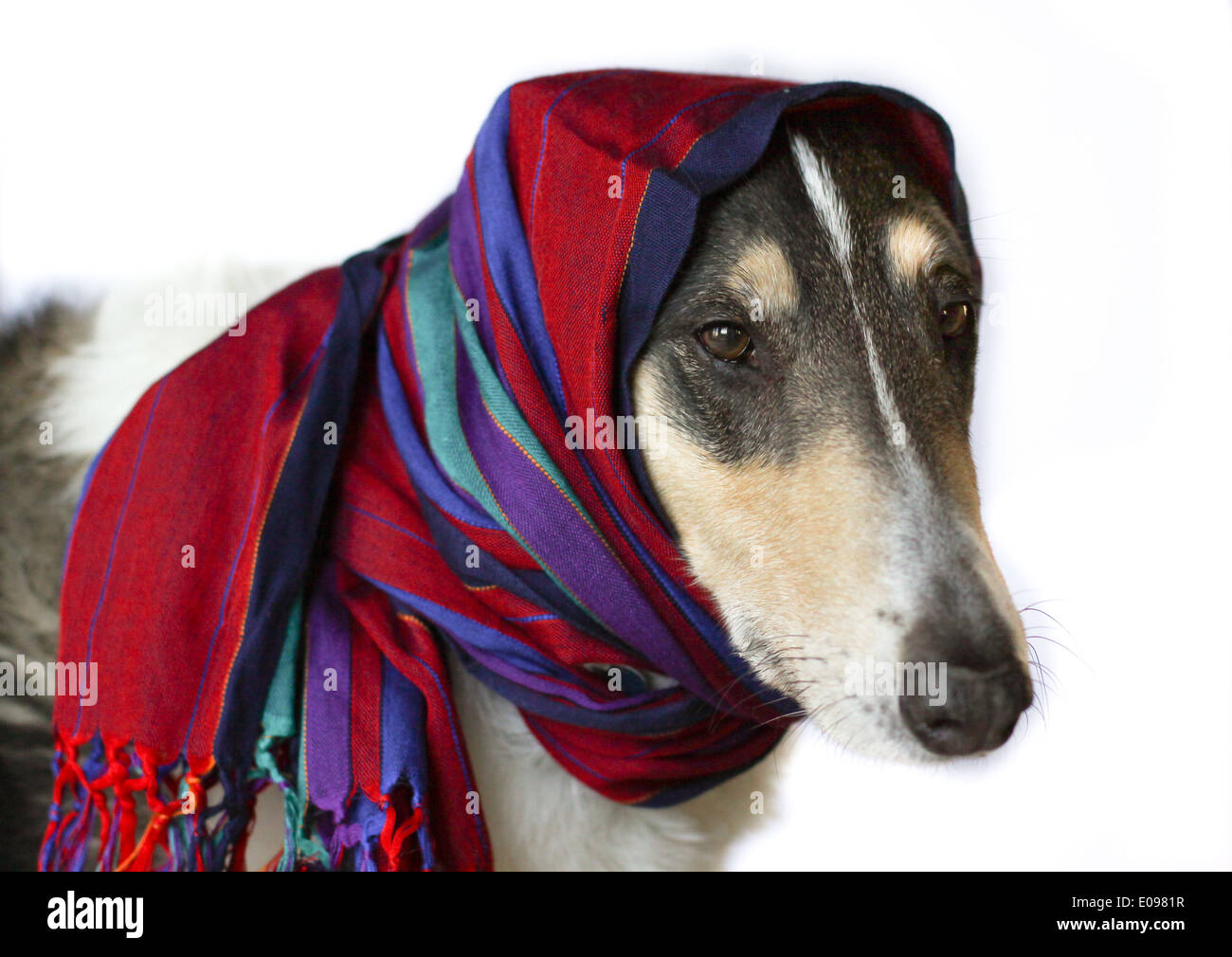 Smooth Collie in a Scarf Stock Photo