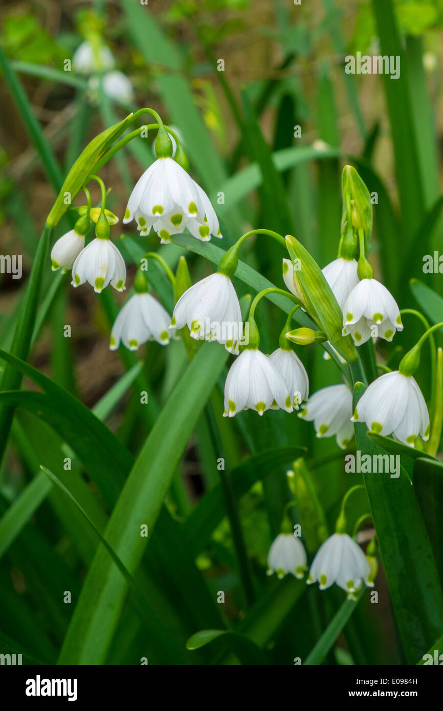 Leucojum aestivum, Summer snowflake Stock Photo