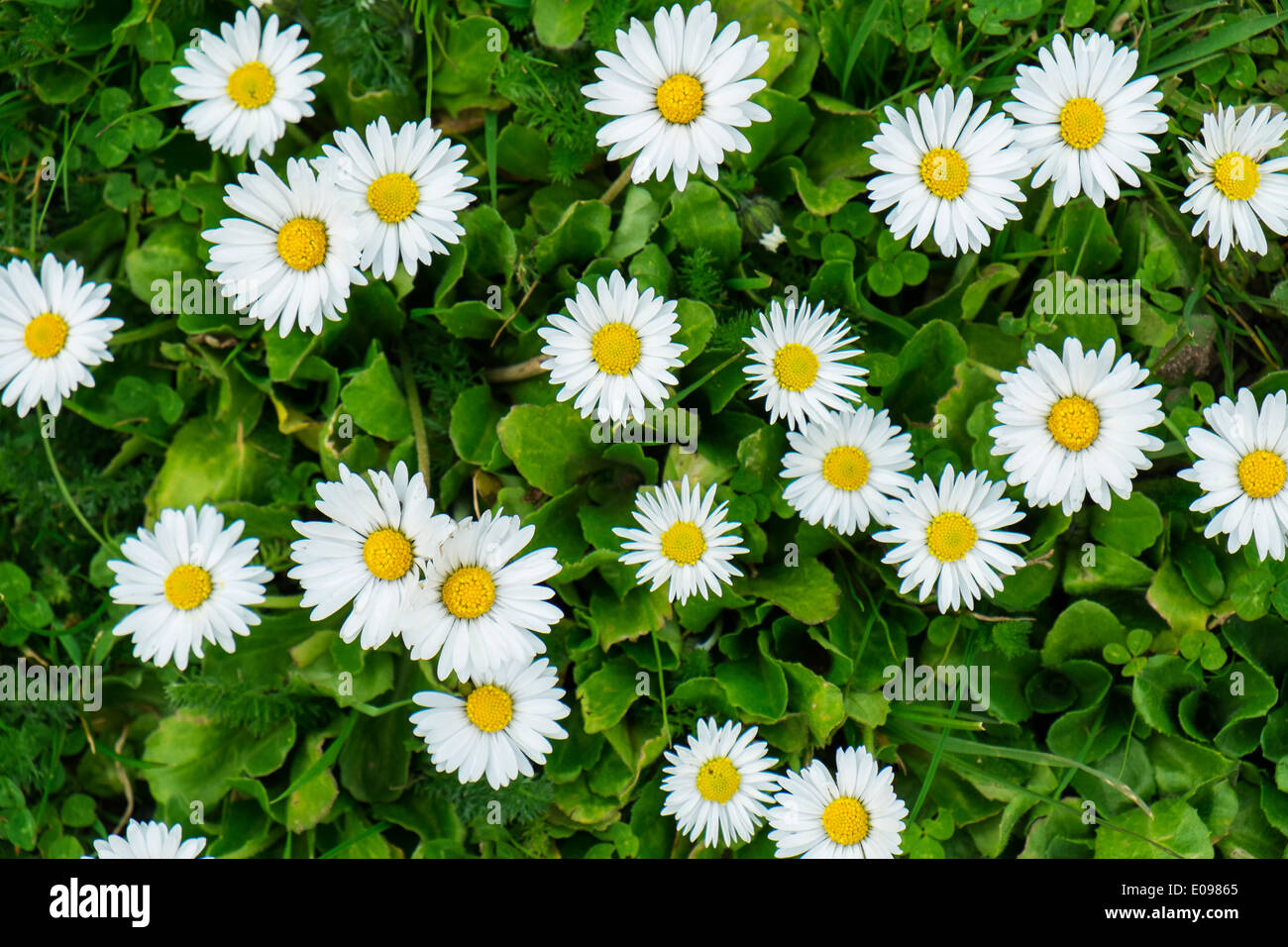 Lawn daisies hires stock photography and images Alamy