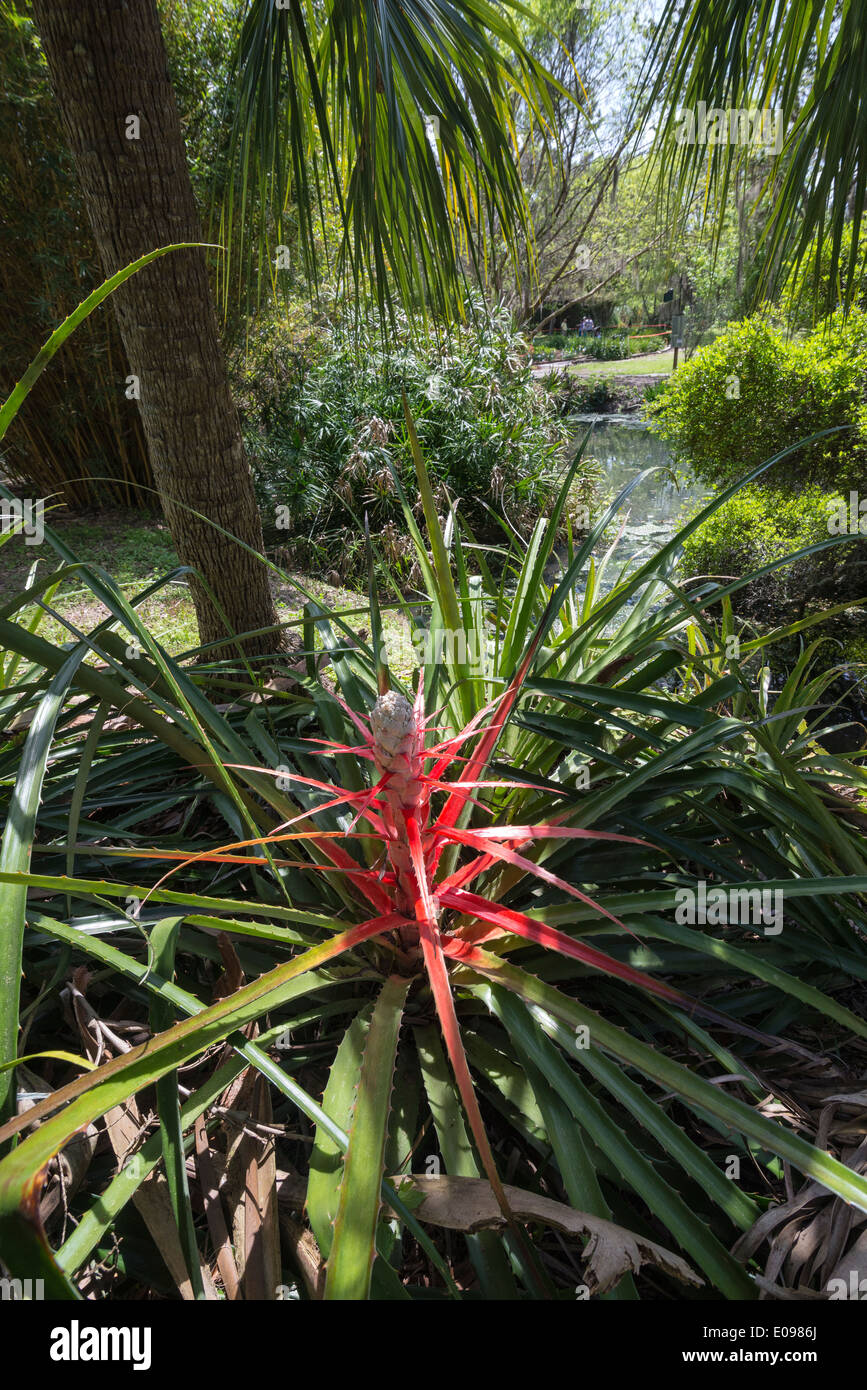 Spring Garden Festival in Gainesville, Florida.  Bromelia serra or terrestrial bromeliad. Stock Photo