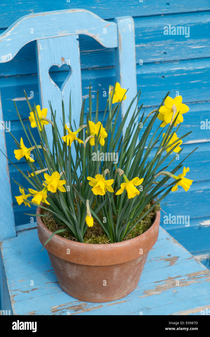 Container grown daffodils, tete ta tete Stock Photo