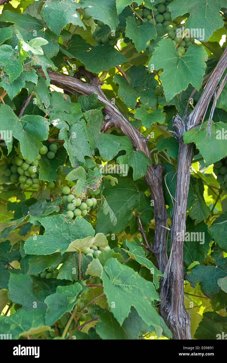 Concord Grapes in Ripley NY Stock Photo