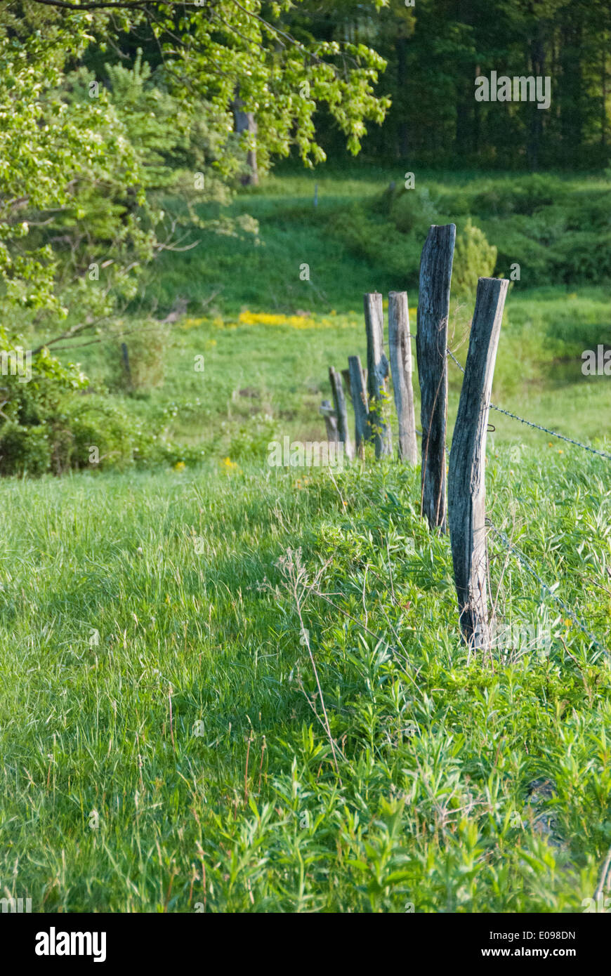 Rolling Pasture with Country Fence Stock Photo