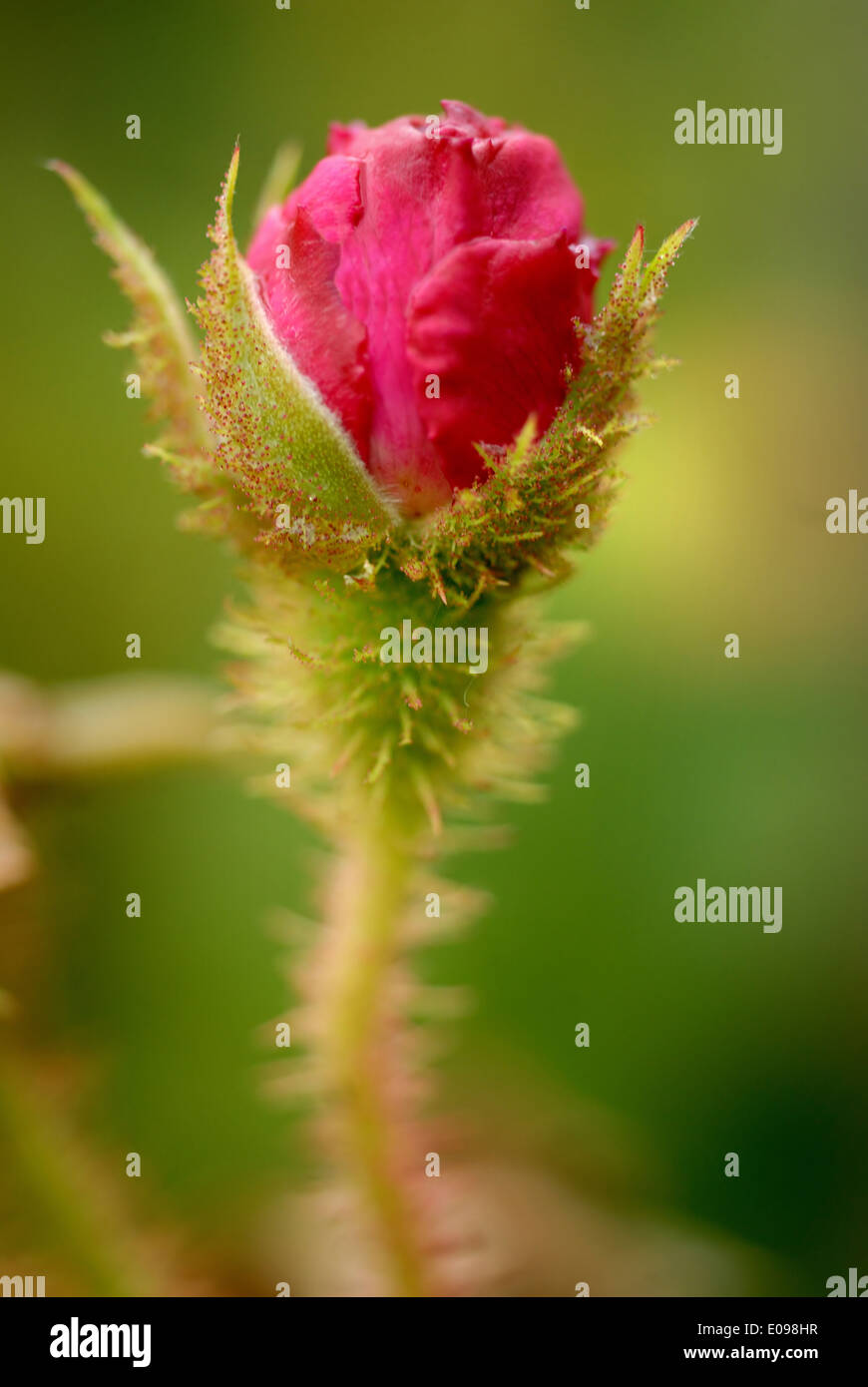 Very closed rosebud hires stock photography and images Alamy