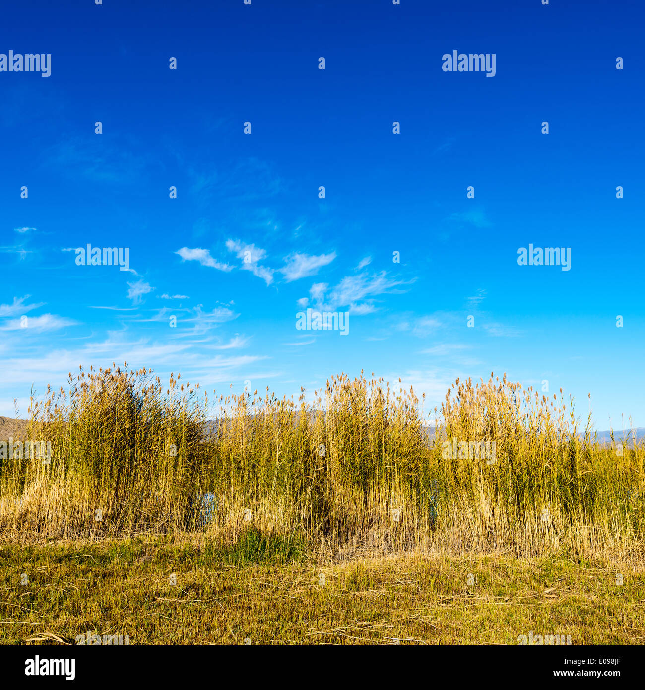 White fall birch trees with autumn leaves in background Stock Photo - Alamy