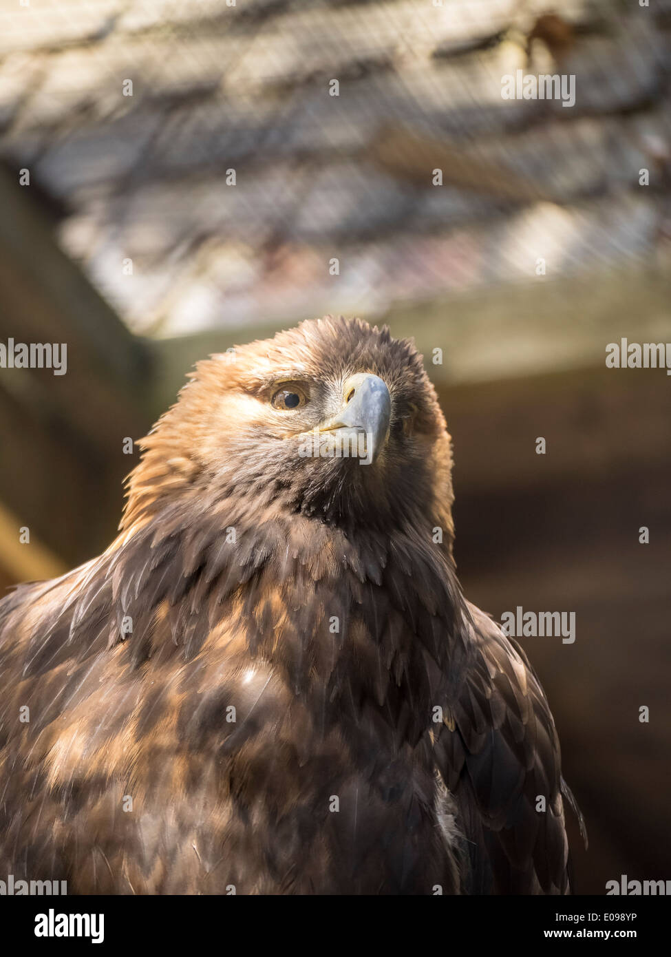 Fierce Eagle Stock Photos Fierce Eagle Stock Images Alamy