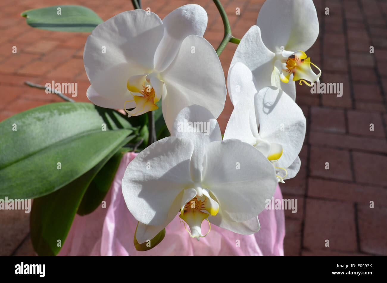 potted orchid on patio bricks Stock Photo