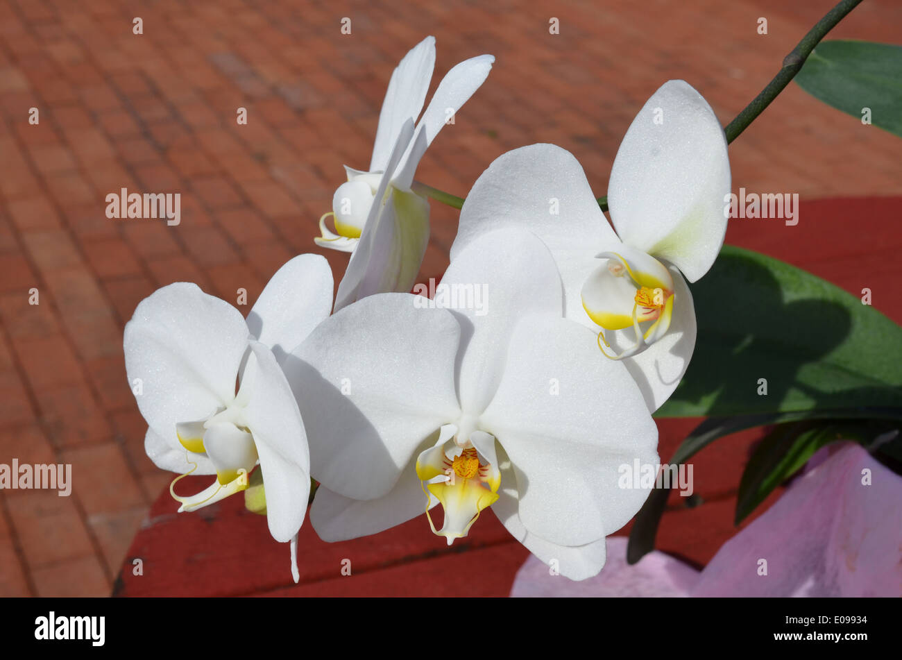 potted orchid on picnic table Stock Photo
