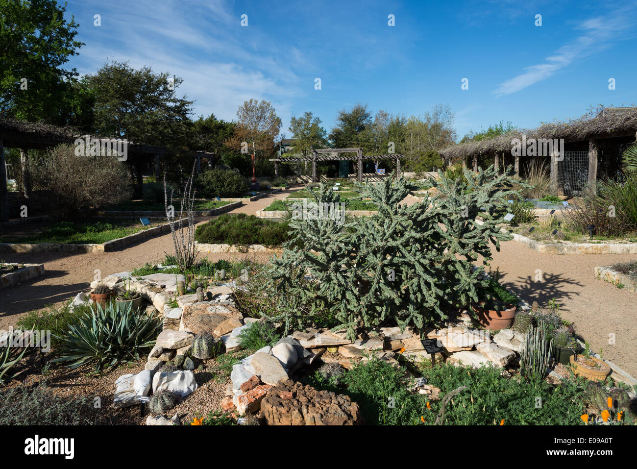 Cactus and desert plants at the Lady Bird Johnson Wildflower Center. Austin, Texas, USA. Stock Photo
