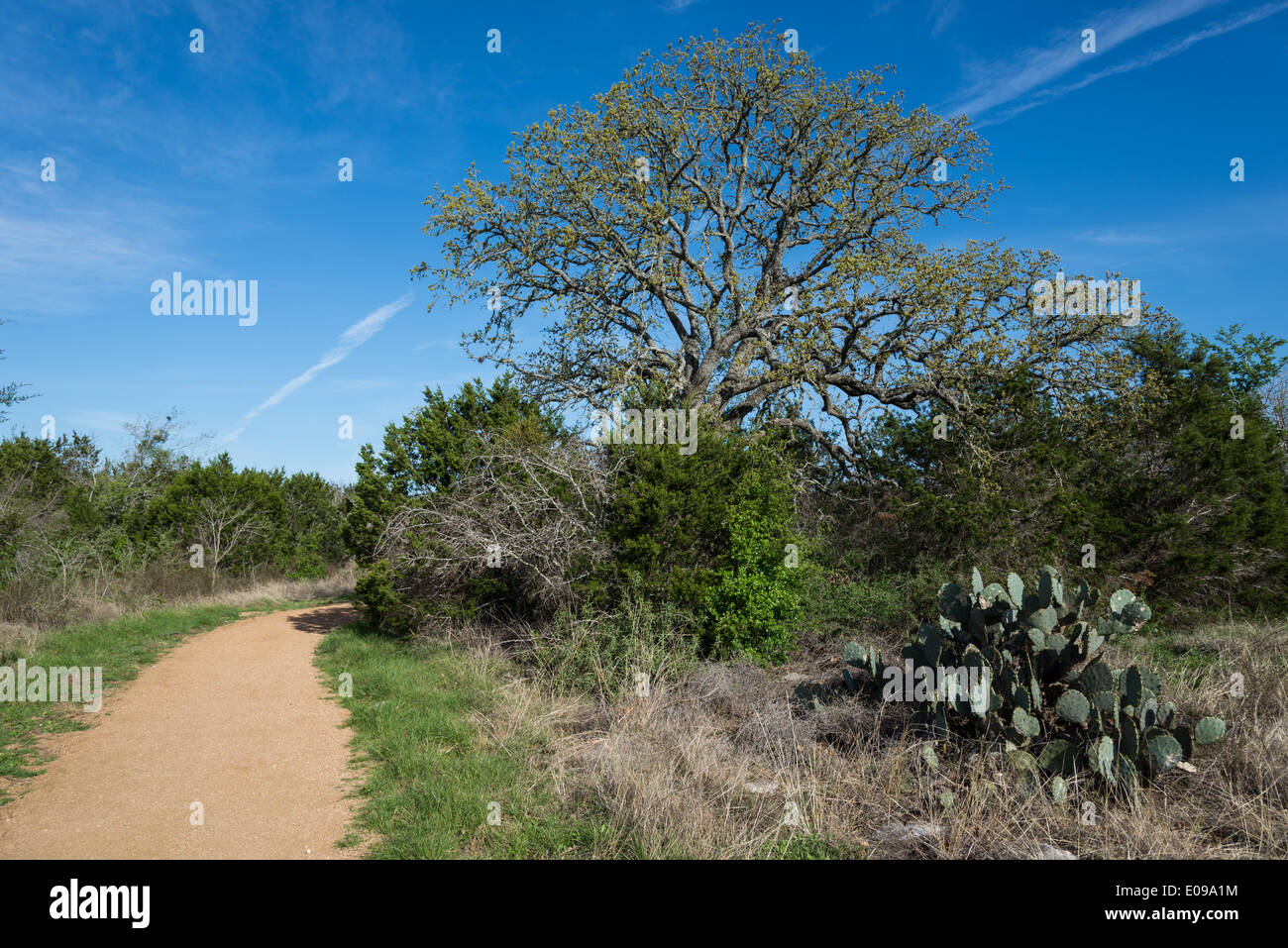 Semi desert landscape desert plants hires stock photography and images